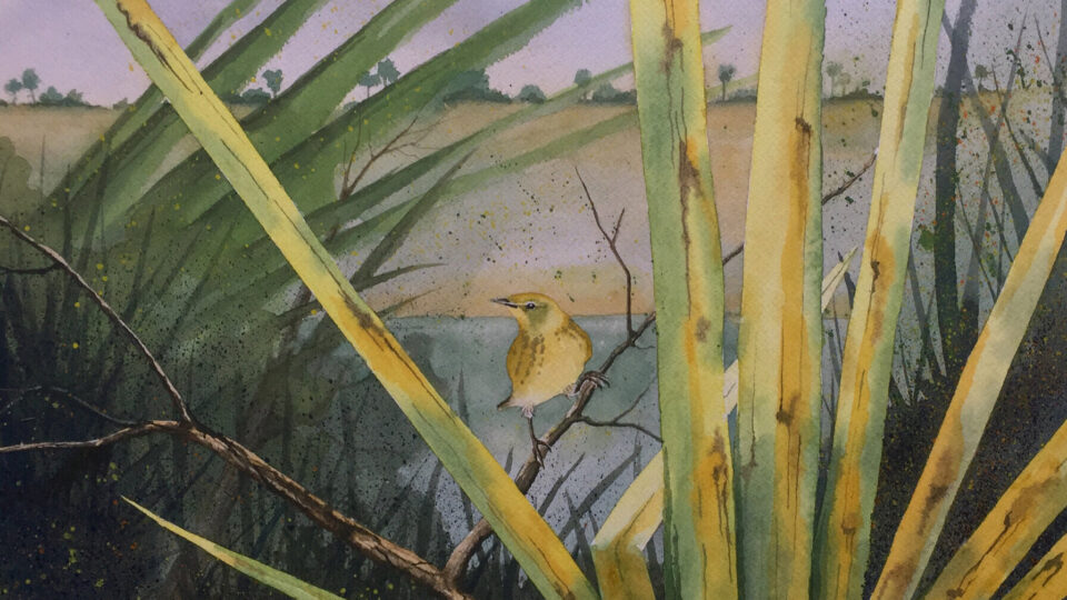 Watercolor painting of a warbler