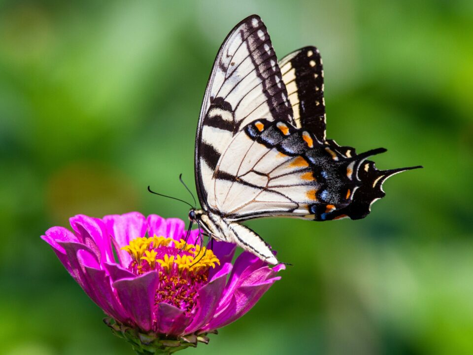Joshua J Cotten Umqfndgshnm Unsplash2