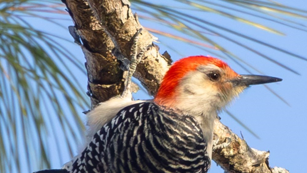 Red Cockaded Woodpecker