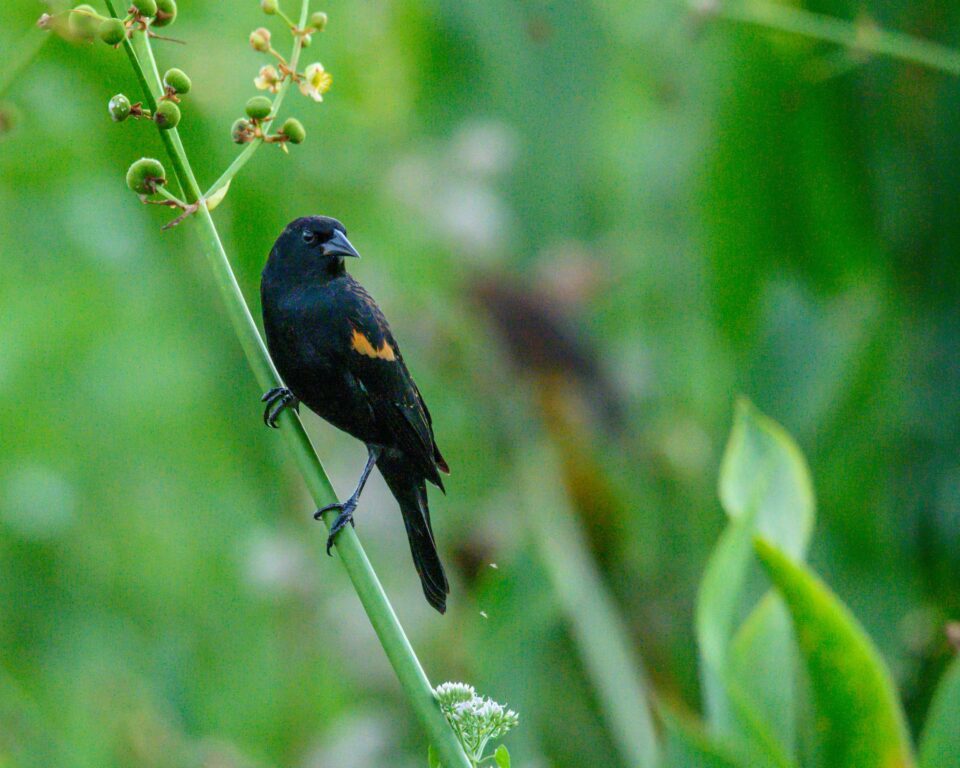 Redwinged Blackbird