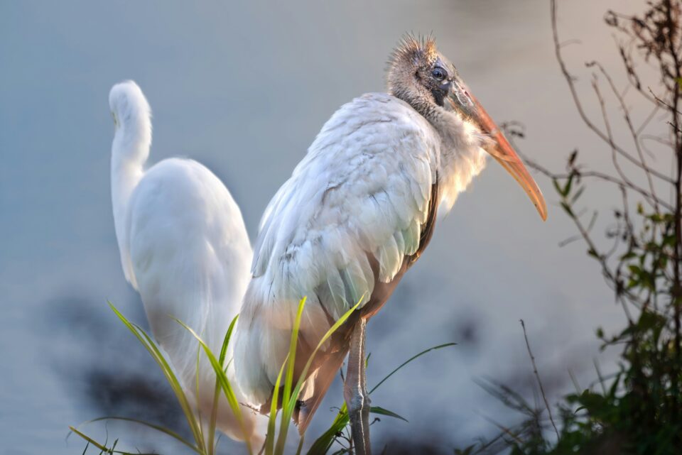 Wood Stork